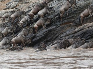 Photos: Kenya's famed wildebeest migration continues without foreign tourist crowds