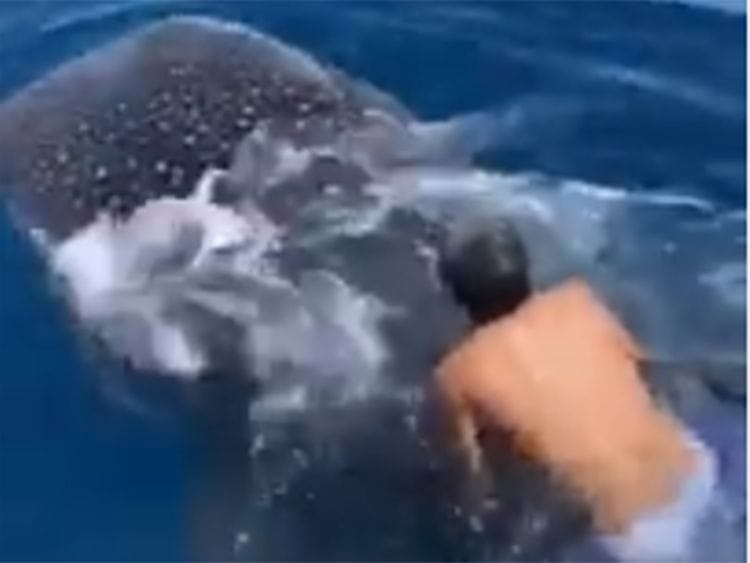 200819 whaleshark
