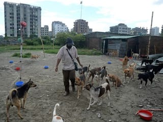 Ruff justice: Dog lovers outraged over plans to relocate Dhaka strays