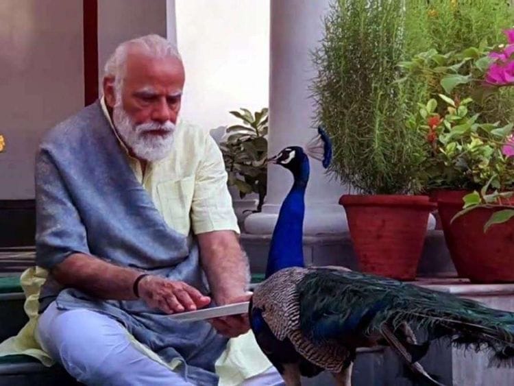 Narendra Modi with peacock