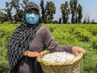 Photos: Egypt's blossoming trade in fragrant jasmine flowers