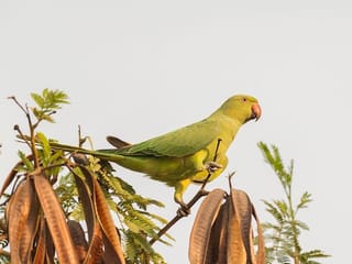 Photos: Gulf News reader shares pictures of the beautiful birds freely roaming in The Gardens Jebel Ali Dubai 
