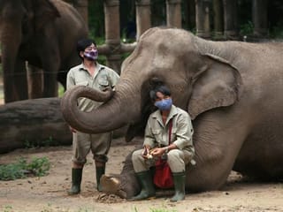 Photos: Vietnam zoo turns to donations, growing food to survive COVID-19 pandemic