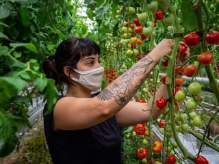 Photos: World's biggest rooftop greenhouse opens in Montreal