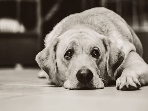 A dog has become the first animal to test positive for coronavirus in Jordan. Photo for illustrative purposes.