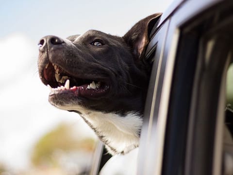 Britain has seen an explosion in the number of dog thefts since the coronavirus pandemic and resulting lockdowns started early last year, as demand for pets has surged. 