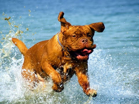 A rabid dog attacked children in the Qena governorate, Egypt. Photo for illustrative purposes.