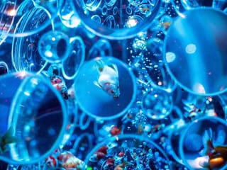 Inside Tokyo's Art Aquarium with 30,000 goldfish
