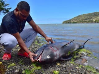 Photos: 39 dolphins, 3 whales wash up on Mauritius after oil spill