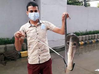 India: Cobra sighted at metro station in New Delhi