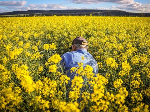 A farmer checks canola plants for damage caused by rodents at a farm near Gunnedah, New South Wales, Australia on Monday, Aug. 24, 2020. Another paltry rapeseed harvest in Europe is tightening global supplies even as crops swell abroad. 