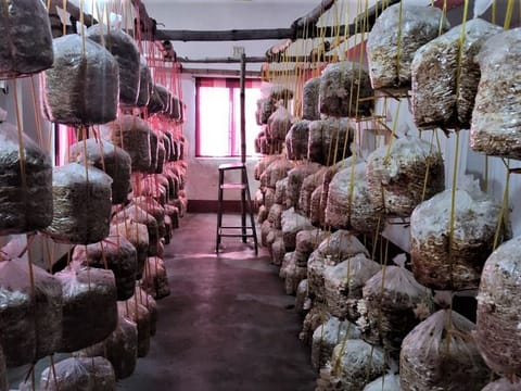 Mushrooms being grown in a school classroom in Bihar.