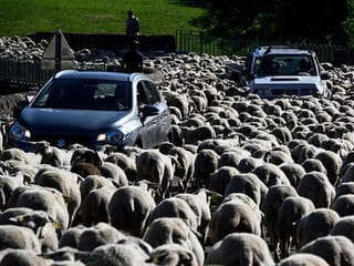 Photos: Transhumance of large herd of sheep in Massif Central