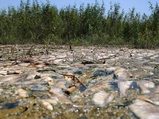 Gangs, smugglers, poison? Iraq's dead fish kick up stink