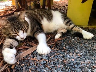 Mutant cats still a draw at Hemingway's coronavirus-hit Florida home