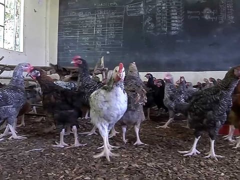 The Omani Ministry of Agriculture, Fisheries and Water Resources has issued a ministerial decision on banning the import of live birds, their products and derivatives from Kazakhstan.