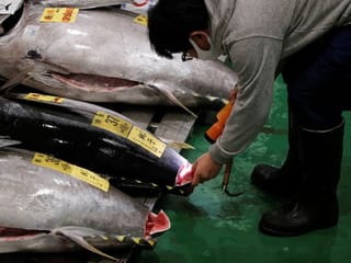 Japan's tuna market, the world's largest, hit hard by coronavirus pandemic 