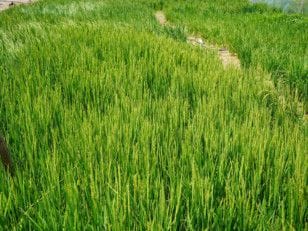 NAT UAE RICE FILE-1599401446483