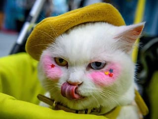 Animals in costumes take center stage at the Pet Expo Thailand 2020