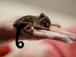 Photos: Amazon animal rescue brings hope from blazes great and small