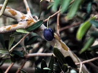 Syrian olive trees put down roots in Kurdish Iraq
