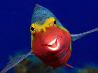 Comedy Wildlife Photography Awards: See 2020's funniest wildlife pictures