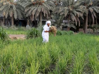 Pictures: Rice farming in Saudi Arabia