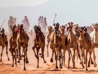 In pictures: Camel racing storms back in Sinai after COVID-19 hiatus