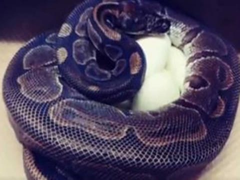 The ball python