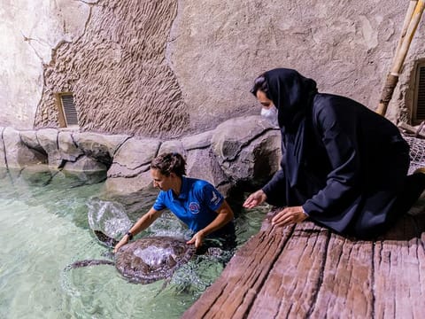 An endangered sea turtle was recently rescued and transported to the National Aquarium’s rehabilitation facility for assessment.
