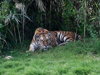 From the editors: Dubai Safari all set to throw open its doors