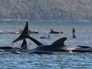 Photos: Rescue under way to save 180 stranded whales in Australia