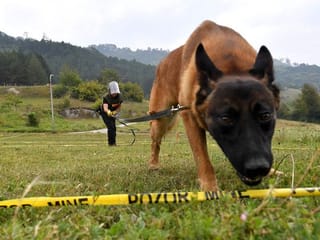 A life-saving 'game': Bosnia trains world's mine-detecting dogs