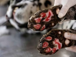 Jaguar burned by wildfires in Brazil is helped back to health 