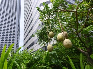 Green shoots: Rooftop farming takes off in Singapore
