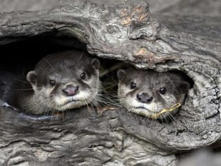 Baby boom at Taipei Zoo lightens COVID-19 pandemic blues