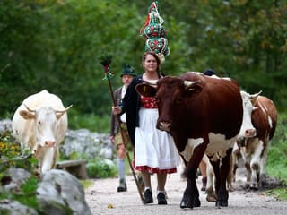 COVID-19 pandemic spells quieter return from Alps for Bavarian cows