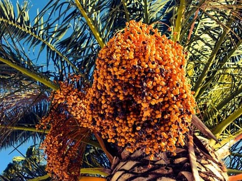 Steps to convert conventional farming methods in the UAE to organic began in March 2004