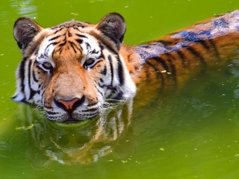 Dubai Safari: Which animals can you see when you visit?