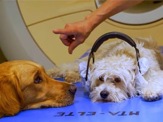 Faces more important for humans than dogs: Study