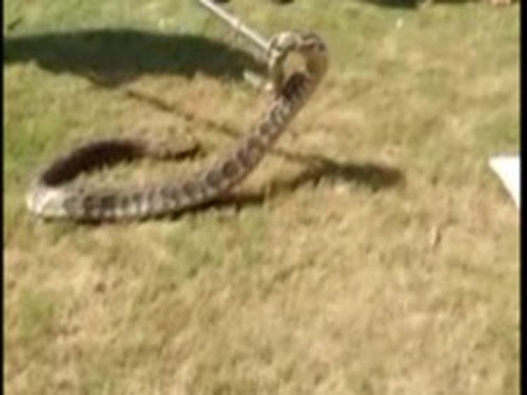 Snake 