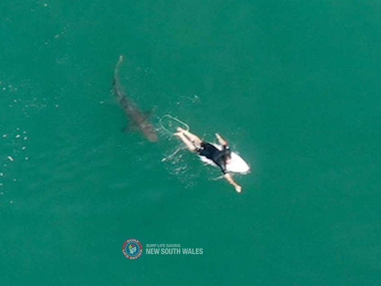 Shark australia Matt Wilkinson 