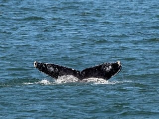 Photos: Young whales looking to dine flock to waters off NYC