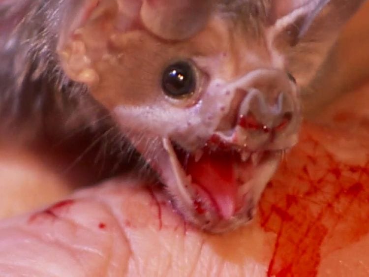 Vampire bats