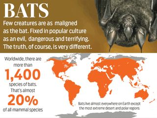 Bats: Smoke them out, nuke them, or love them?