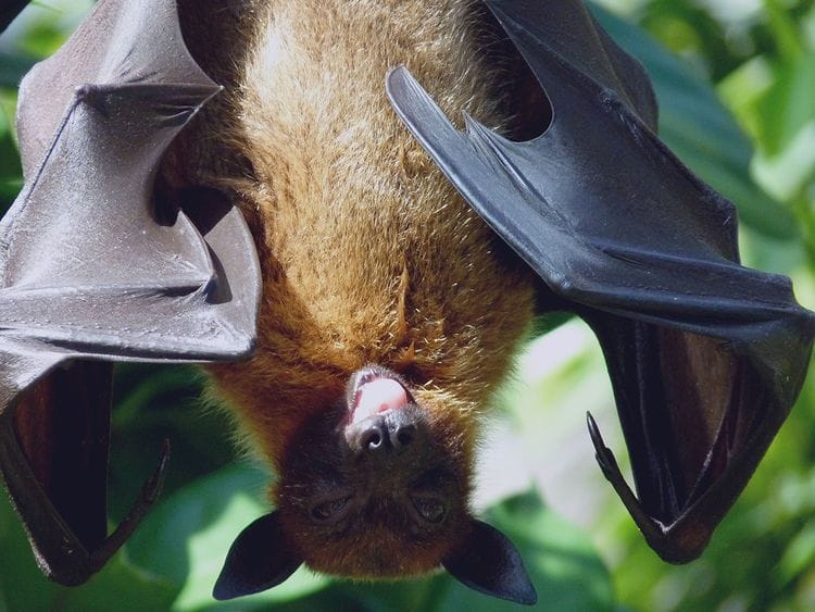 If you see bats, leave them alone: Dubai wildlife specialist
