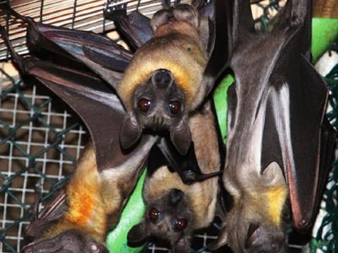 ARE BATS GOOD NEIGHBOURS? Bats have been present on the face of the earth millions of years before Homo sapiens like you and me have roamed terra firma. 