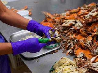 Immigration impasse, COVID-19 clobber iconic US crab industry