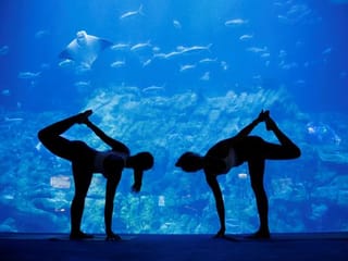 Be one with the fish: Aquarium yoga among Hong Kong Ocean Park's new offerings 