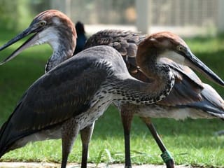 Photos: Dubai Municipality celebrates World Migratory Birds day